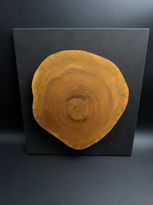 Wandbild einer Baumscheibe 156