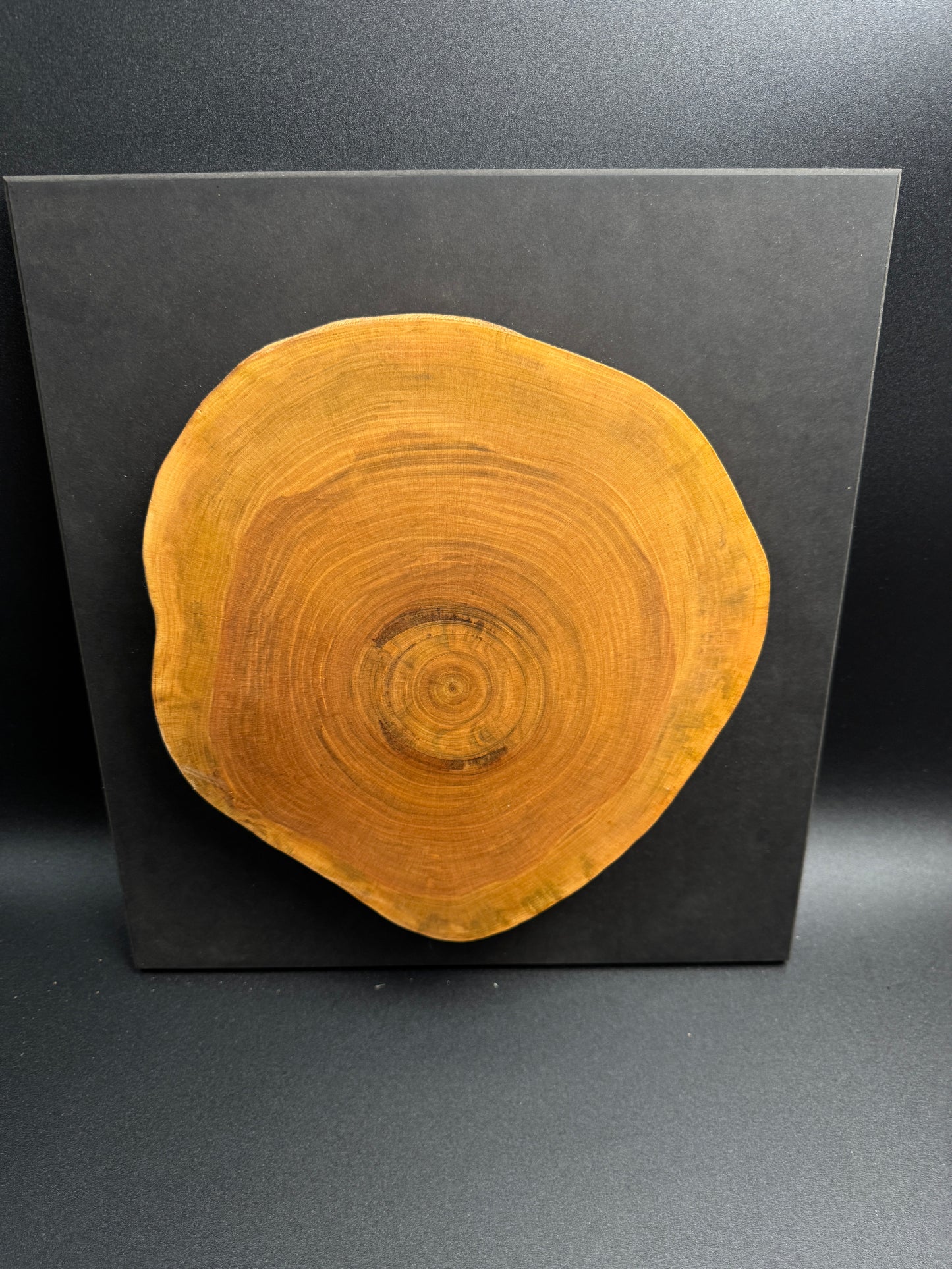 Wandbild einer Baumscheibe 156