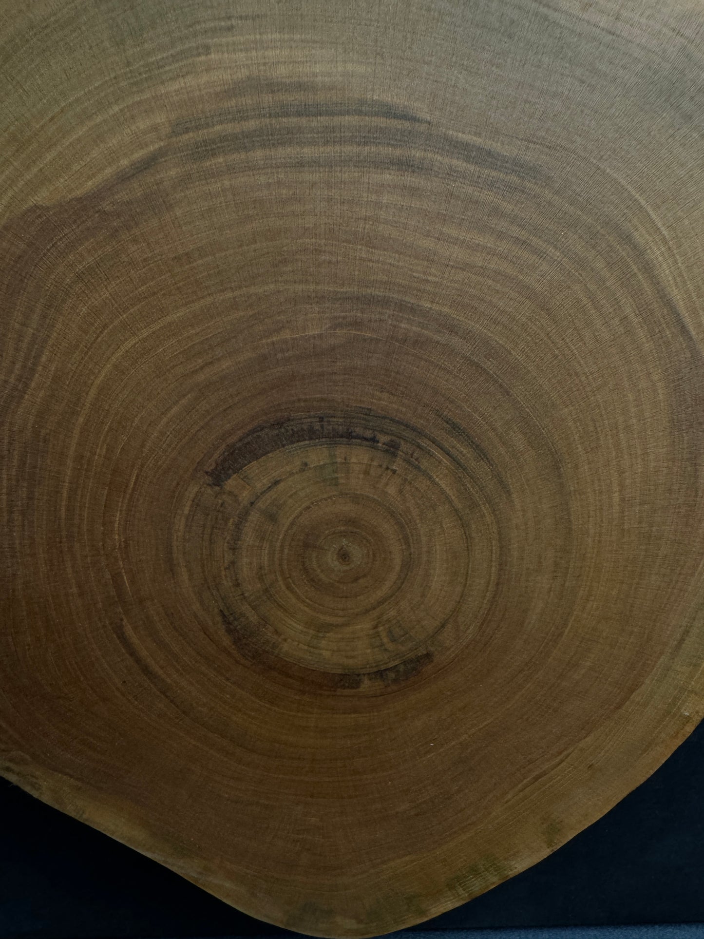 Wandbild einer Baumscheibe 156