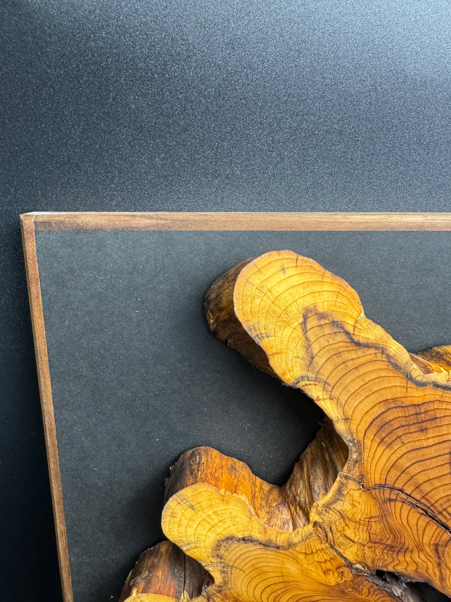 Wandbild einer Baumscheibe