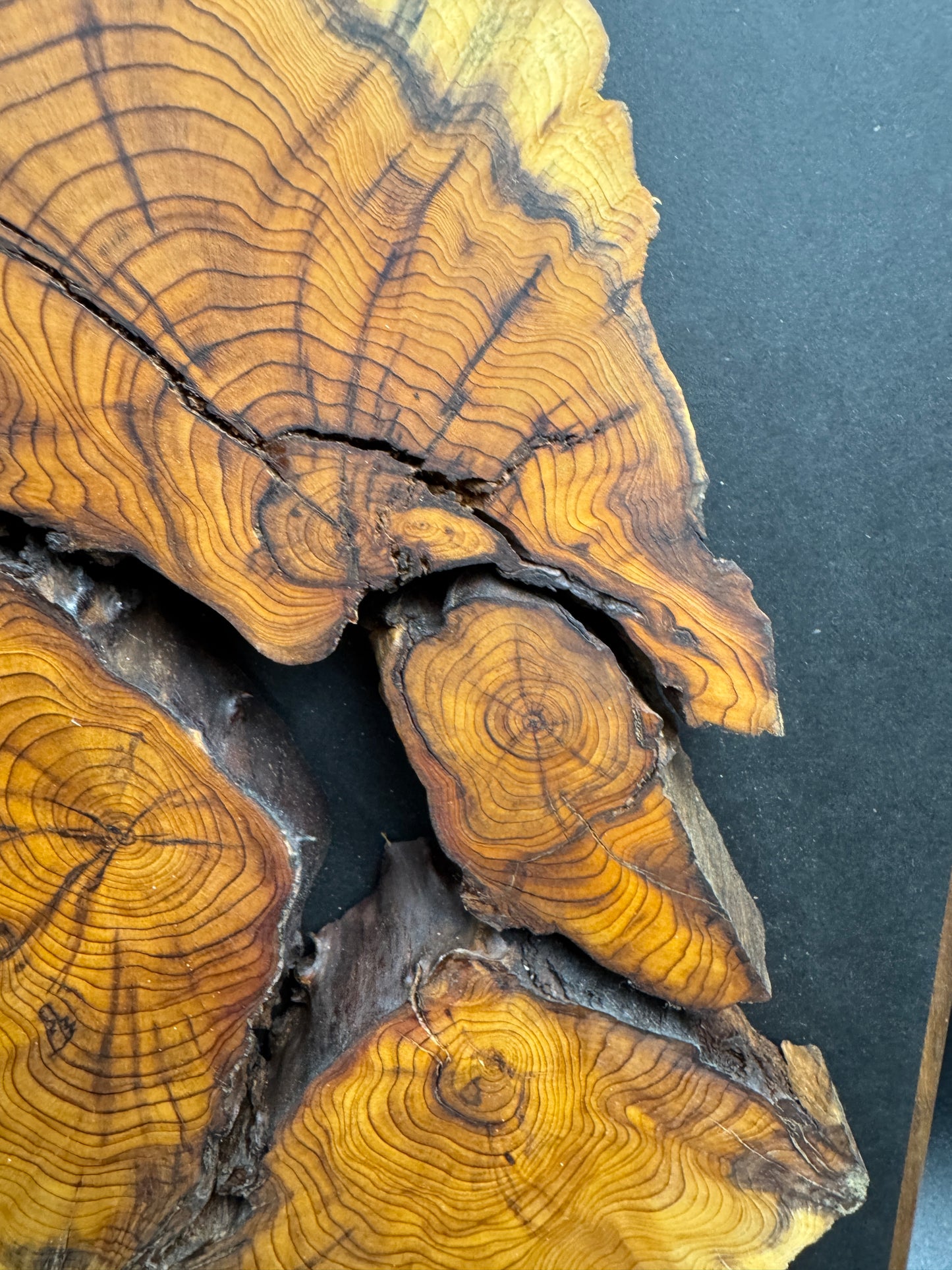 Wandbild einer Baumscheibe