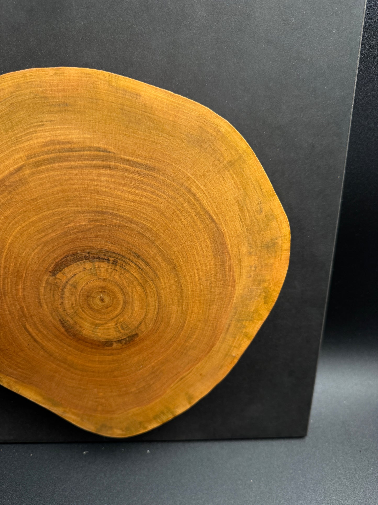 Wandbild einer Baumscheibe 156