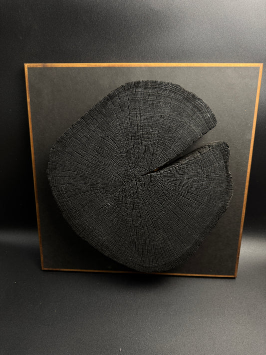 Wandbild einer Baumscheibe 155
