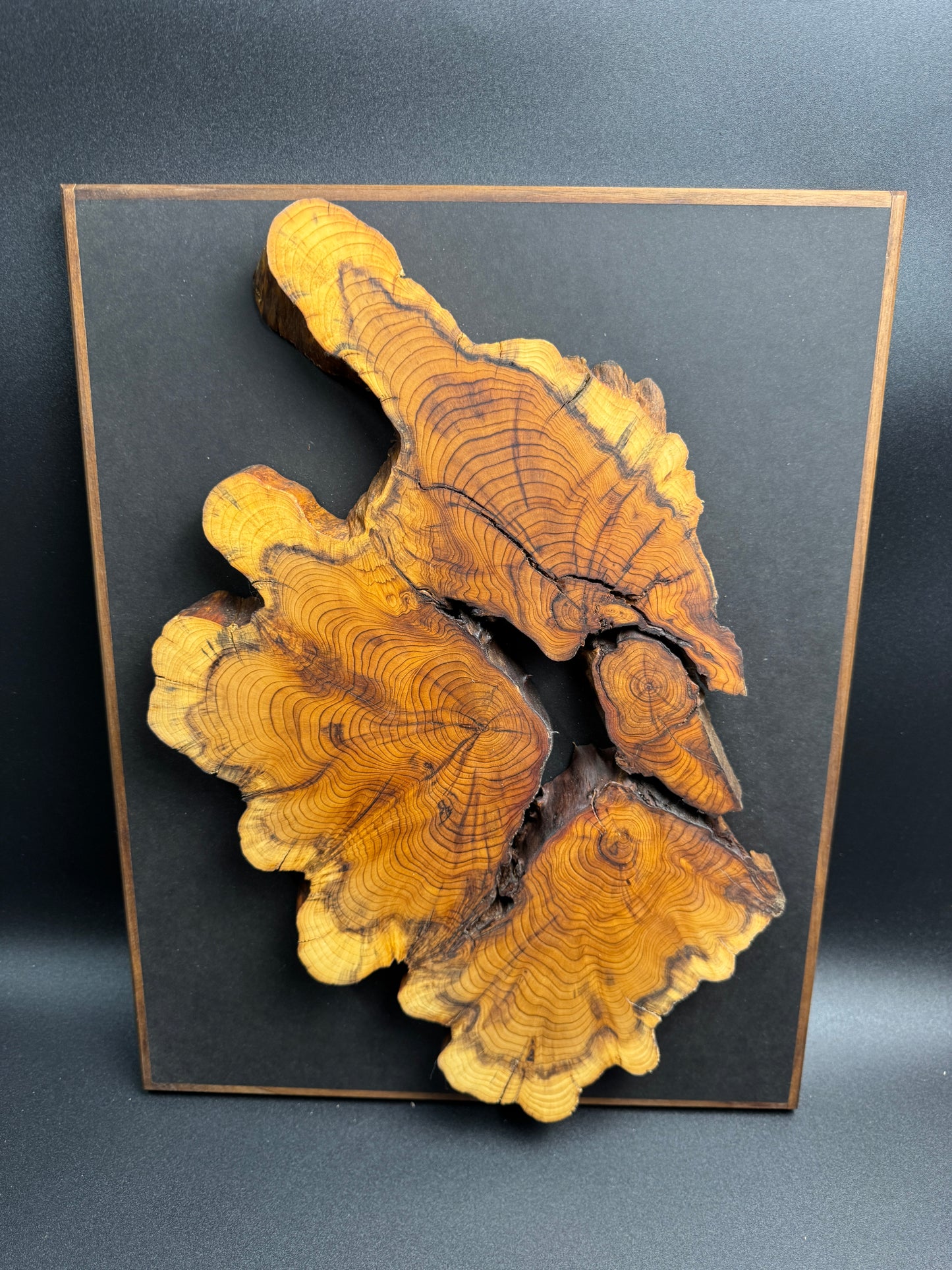 Wandbild einer Baumscheibe